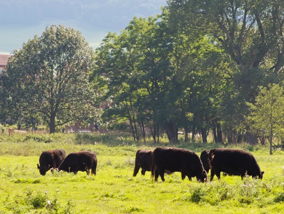 Biohotel: Galloway-Rinder - Biohotel Stiftsgut Wilhelmsglücksbrunn