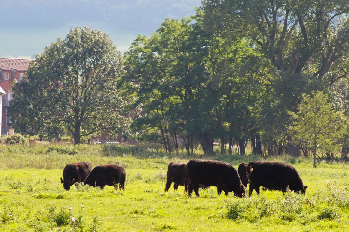 Biohotel: Galloway-Rinder - Biohotel Stiftsgut Wilhelmsglücksbrunn