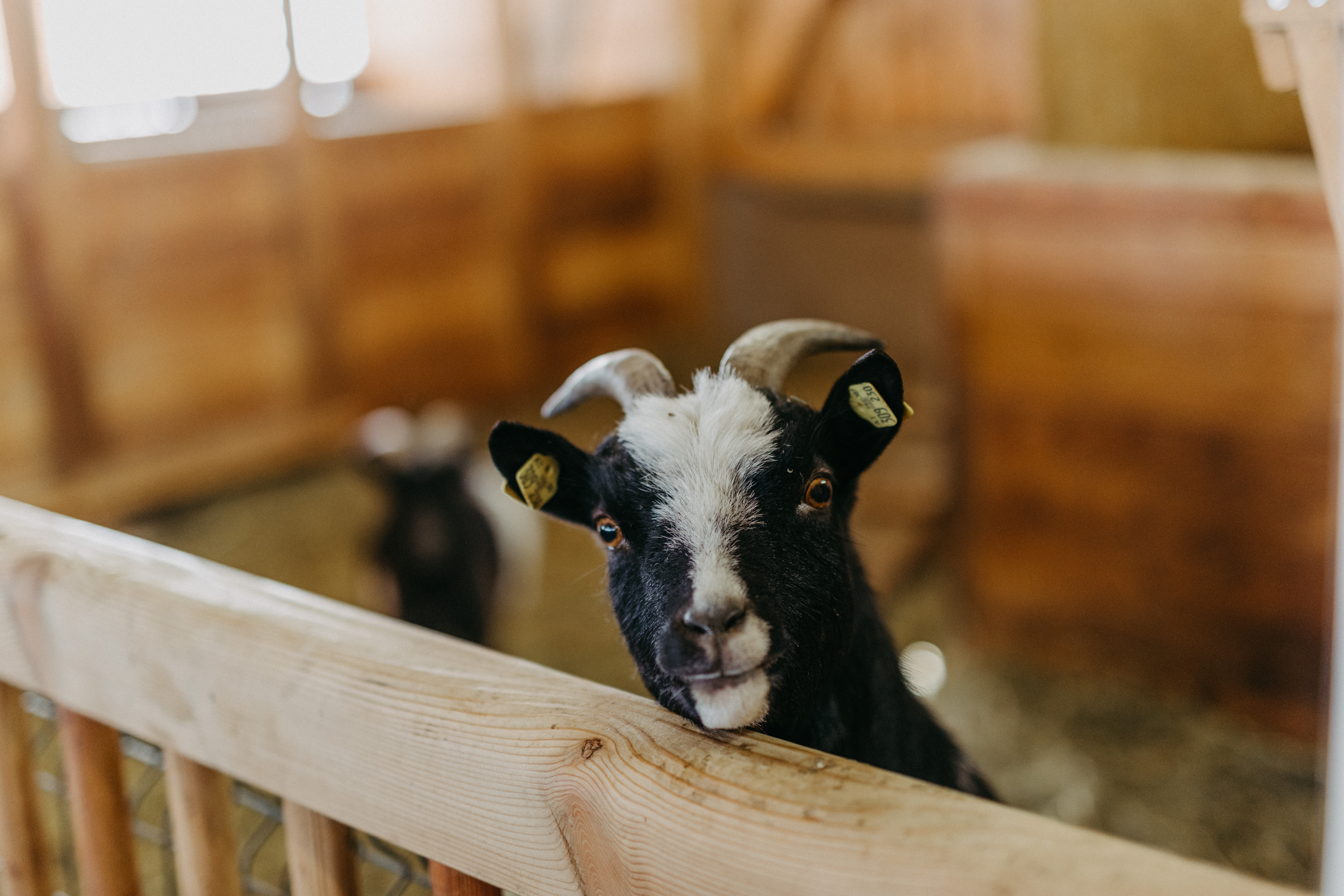 Biohotel: Bio-Bauernhof - Naturresort PURADIES