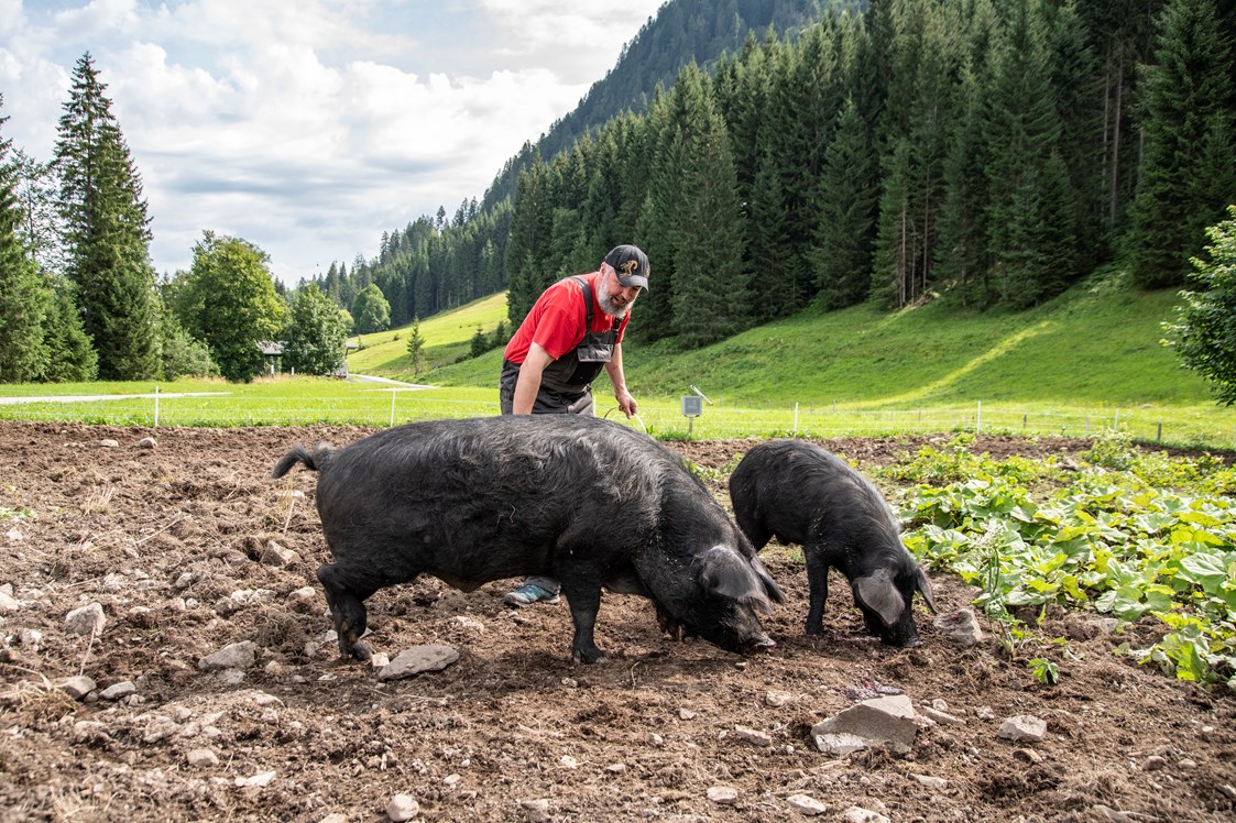 Biohotel: Jeremias Riezler und seine kleine Alpschwein Zucht - Biohotel Walserstuba