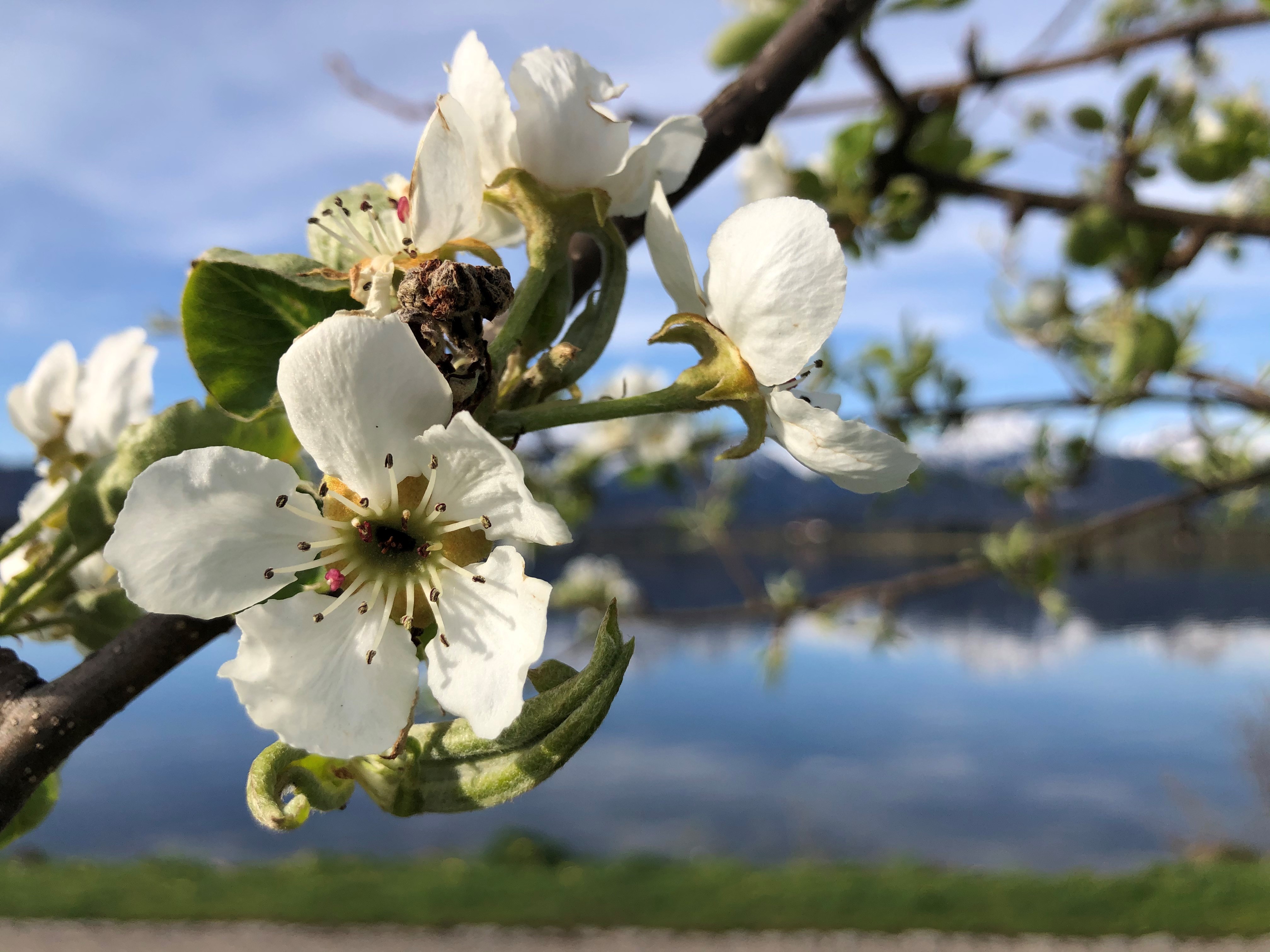 Biohotel: Frühlingsblüte eines Apfelbaumes am Hopfensee - Biohotel Eggensberger