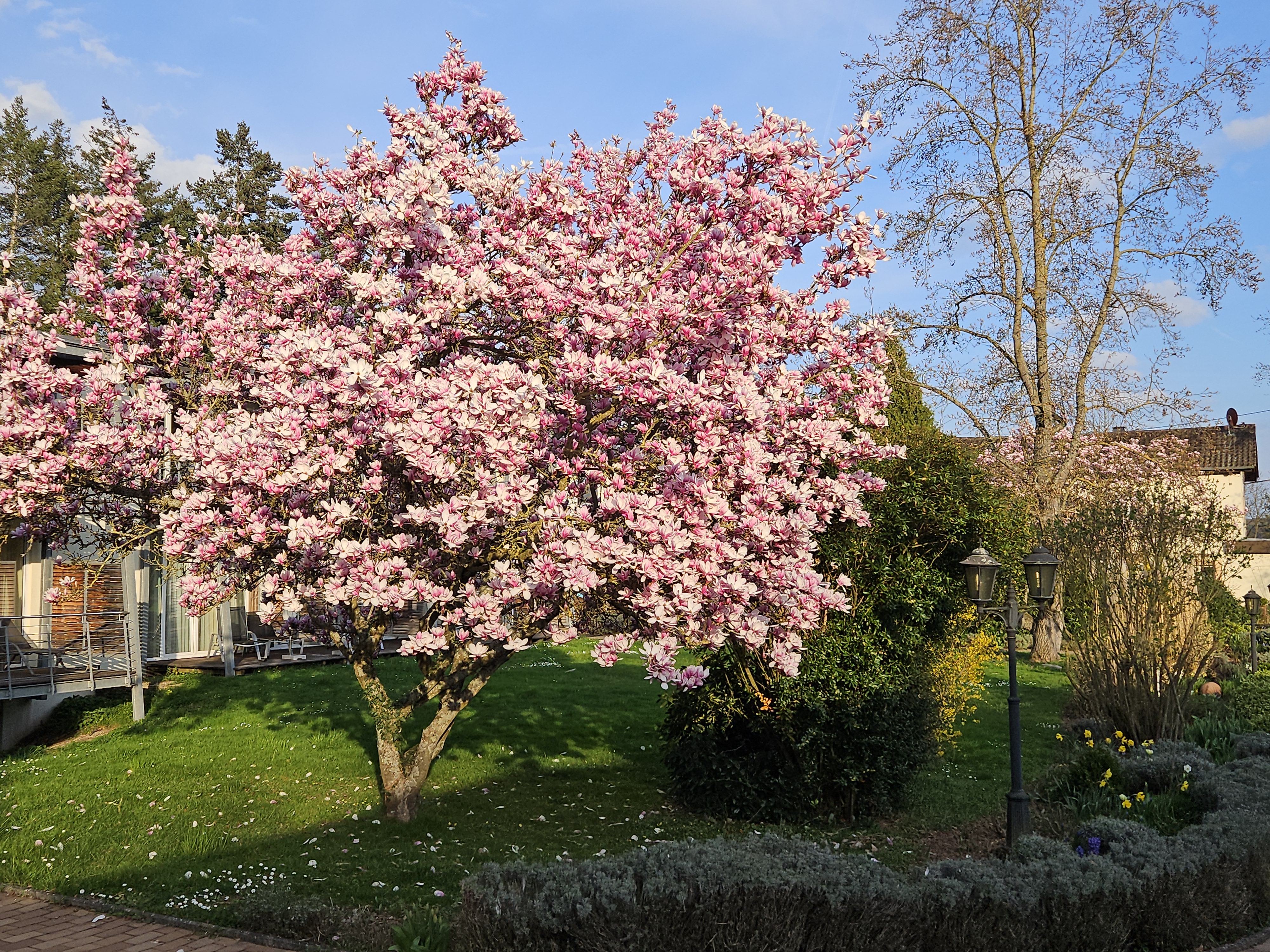 Biohotel: park in der frühjahrsblüte - Menschels Vitalresort 