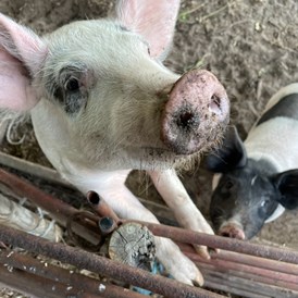 Biohotel: Die Schweine sind garantiert immer hungrig! Hoffentlich bringst auch du deine Reste zu uns. - Sonnenhügelhof (Solberga Gård)