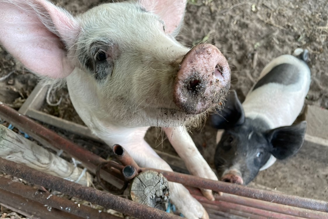 Biohotel: Die Schweine sind garantiert immer hungrig! Hoffentlich bringst auch du deine Reste zu uns. - Sonnenhügelhof (Solberga Gård)