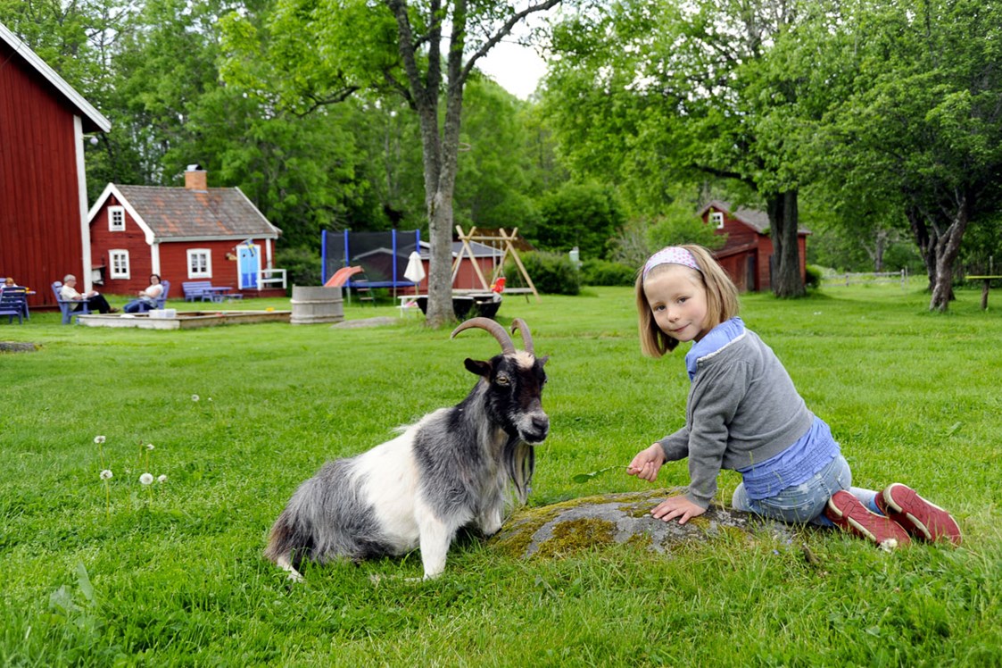 Biohotel: Kind füttert eine Ziege. - Lilla Sverigebyn