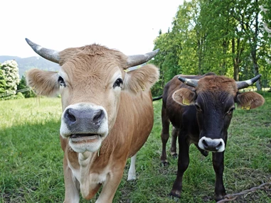 Biohotel: Muuhhh. Unsere Murnau Werdenfelser Bio-Ochsen begrüßen unsere Gäste direkt vorm Haus.  - moor&mehr Bio-Kurhotel