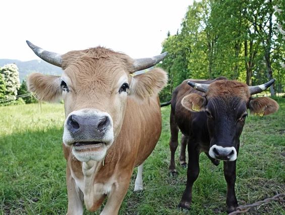Biohotel: Muuhhh. Unsere Murnau Werdenfelser Bio-Ochsen begrüßen unsere Gäste direkt vorm Haus.  - moor&mehr Bio-Kurhotel