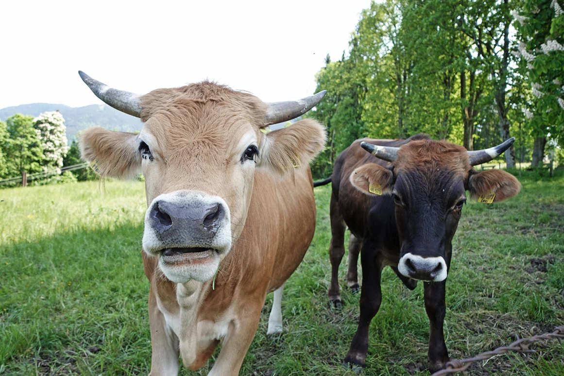 Biohotel: Muuhhh. Unsere Murnau Werdenfelser Bio-Ochsen begrüßen unsere Gäste direkt vorm Haus.  - moor&mehr Bio-Kurhotel