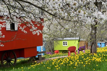 Biohotel: Kirschblüte im schäferwagen-Hotel - krenzers rhön: Hotel + Apfelweingut + Bio-Landwirtschaft