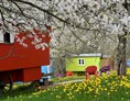 Biohotel: Kirschblüte im schäferwagen-Hotel - krenzers rhön: Hotel + Apfelweingut + Bio-Landwirtschaft