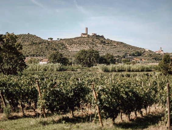 Biohotel: BIO HOTEL La Pievuccia: Eigene Weinberge - La Pievuccia