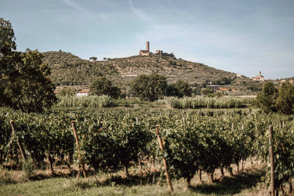 Biohotel: BIO HOTEL La Pievuccia: Eigene Weinberge - La Pievuccia