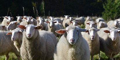 Naturhotel - Streichelzoo - Unsere Schafe - Biofarm Sonnberg