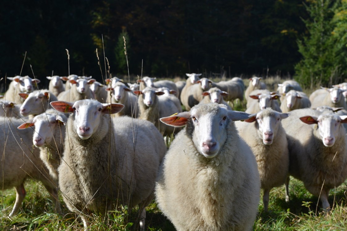 Biohotel: Unsere Schafe - Biofarm Sonnberg