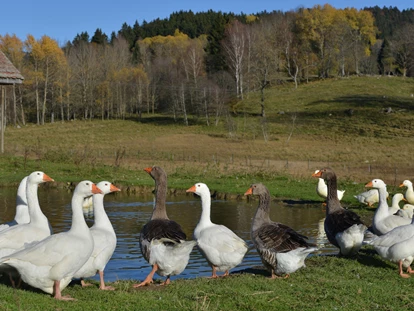 Nature hotel - Anzahl Tagungsräume - South Bohemian region - Unsere Gänse - Biofarm Sonnberg