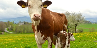 Naturhotel - Streichelzoo - Unsere beste Kuh - Biofarm Sonnberg