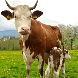 Biohotel: Unsere beste Kuh - Biofarm Sonnberg